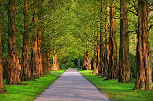 Urban Green Space Brings Happiness When Money Can't Buy It Anymore